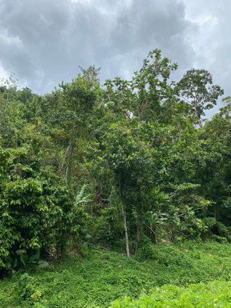 Eighth image of Lindos Hill, Withorn in Whithorn, Westmoreland, Jamaica - property is For Sale