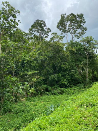 Ninth image of Lindos Hill, Withorn in Whithorn, Westmoreland, Jamaica - property is For Sale