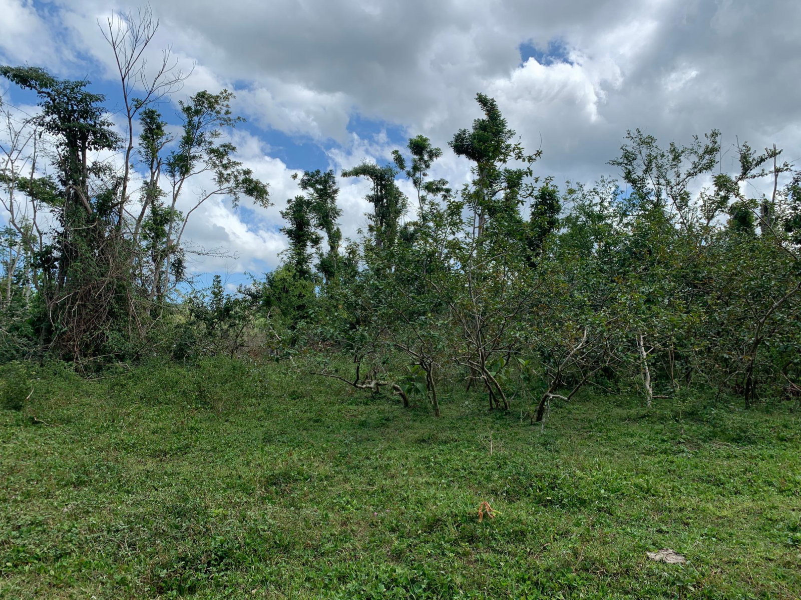 Third image of Lot 193 Unity in Bunkers Hill, Trelawny, Jamaica - property is For Sale