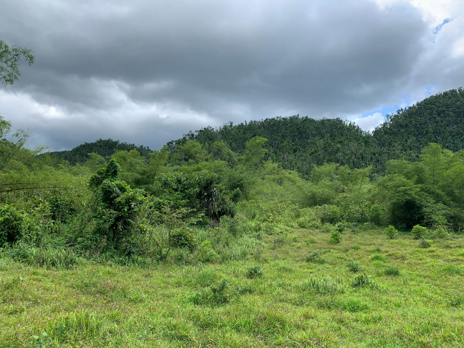 Fifth image of Lot 193 Unity in Bunkers Hill, Trelawny, Jamaica - property is For Sale