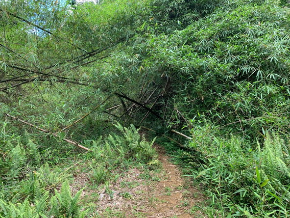Seventh image of Lot 193 Unity in Bunkers Hill, Trelawny, Jamaica - property is For Sale