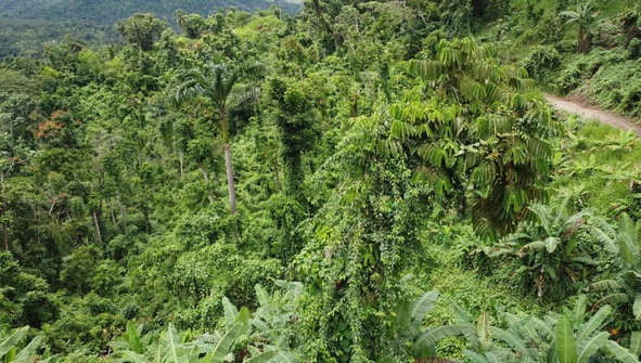 Fourteenth image of 27c Fort George in Annotto Bay, St. Mary, Jamaica - property is For Sale