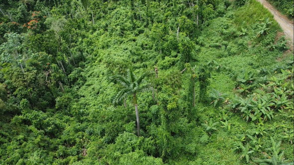 Sixteenth image of 27c Fort George in Annotto Bay, St. Mary, Jamaica - property is For Sale
