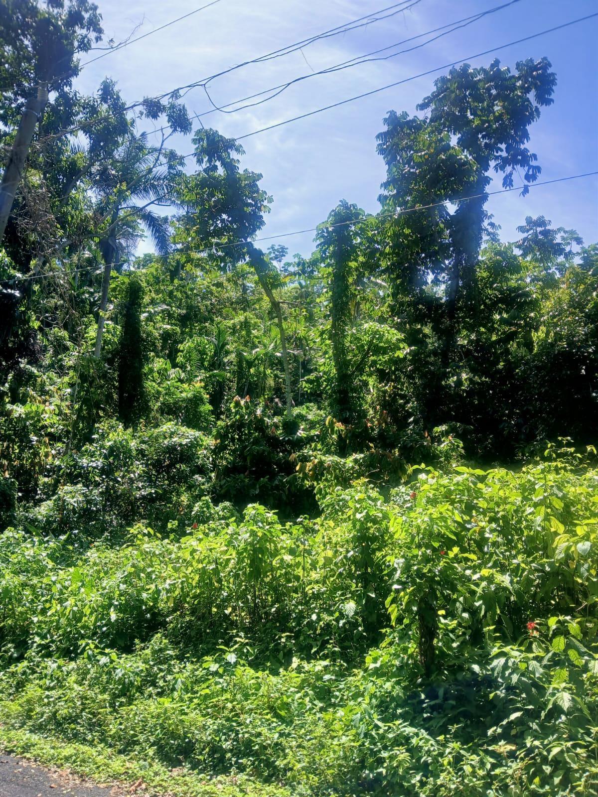 Seventh image of Craig Mill, Buff Bay Port in Craigmill, Portland, Jamaica - property is For Sale