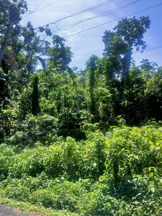 Seventh image of Craig Mill, Buff Bay Port in Craigmill, Portland, Jamaica - property is For Sale