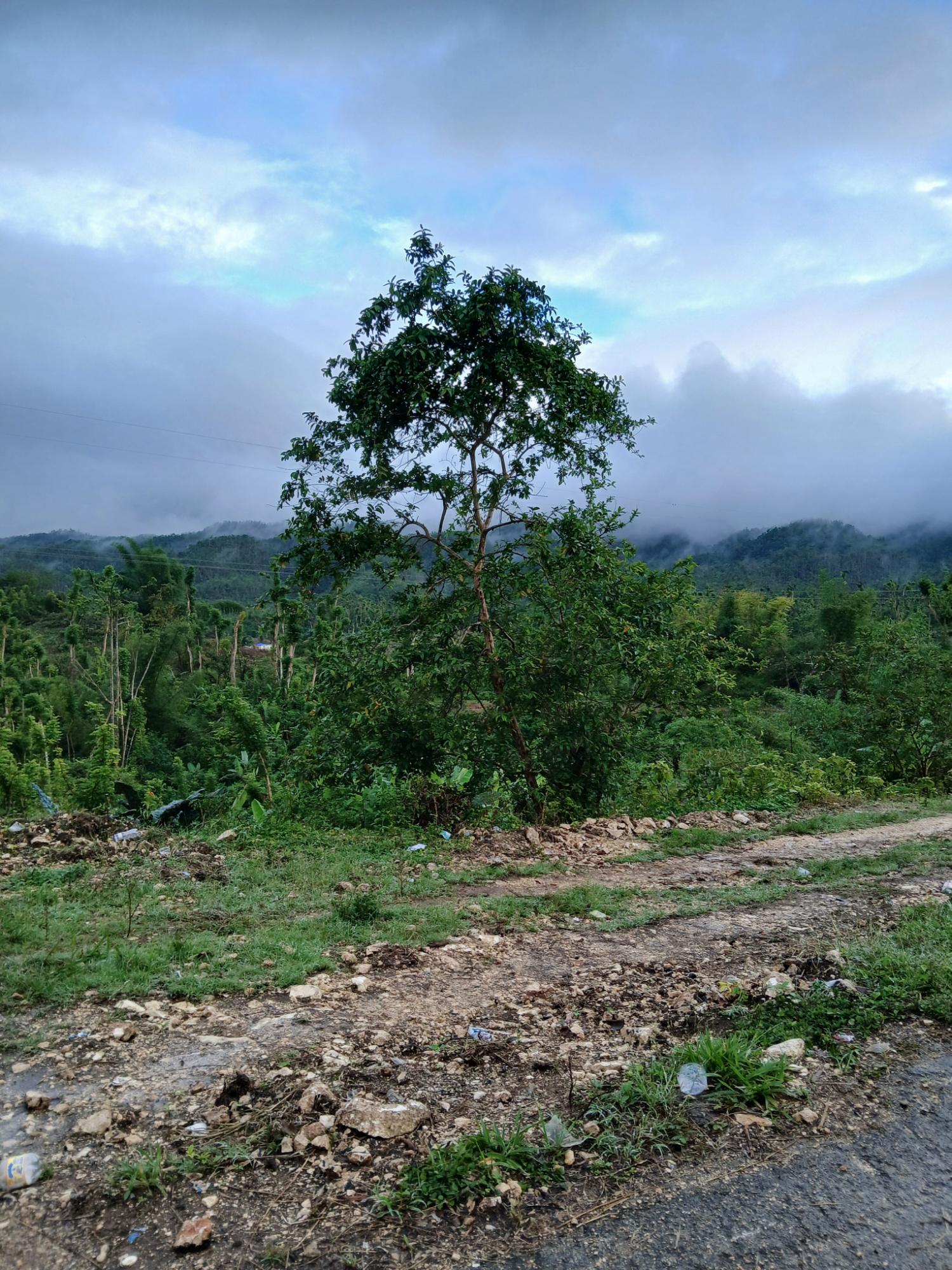 Third image of Buy Hall Ulster Spring in Ulster Spring, Trelawny, Jamaica - property is For Sale