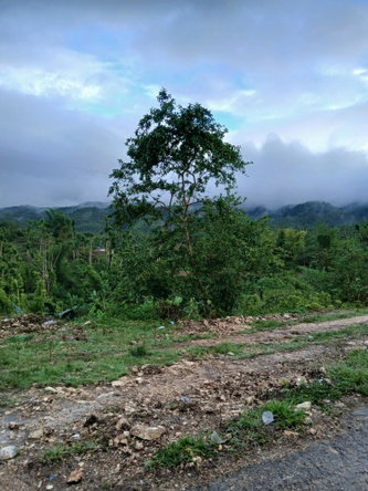 Third image of Buy Hall Ulster Spring in Ulster Spring, Trelawny, Jamaica - property is For Sale