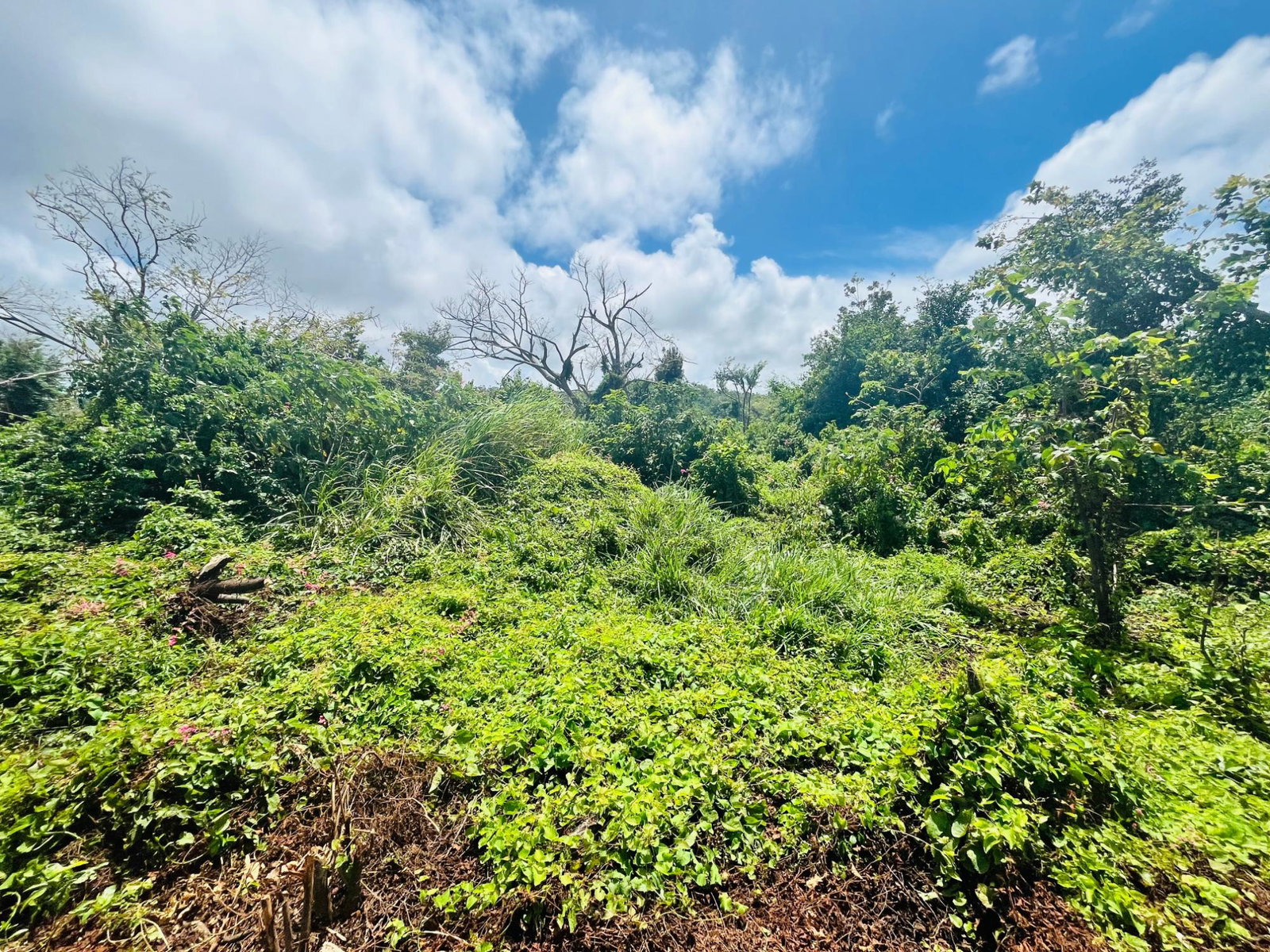 Fourth image of 166 Planters Way, Duncans Bay in DUNCAN BAY, Trelawny, Jamaica - property is For Sale