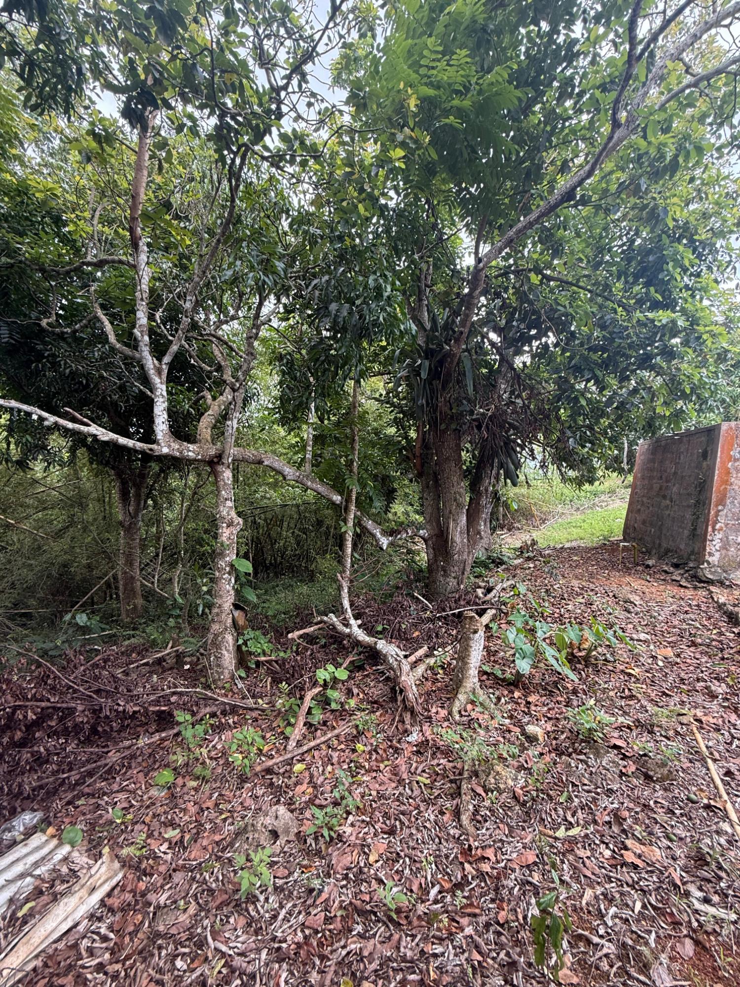 Eleventh image of Chevely in Mandeville, Manchester, Jamaica - property is For Sale