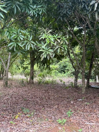 Seventeenth image of Chevely in Mandeville, Manchester, Jamaica - property is For Sale