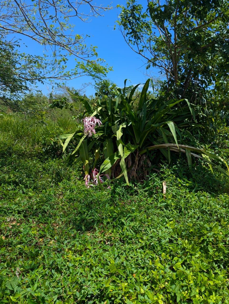 Tenth image of Part of Prospect in Lyssons, St. Thomas, Jamaica - property is For Sale