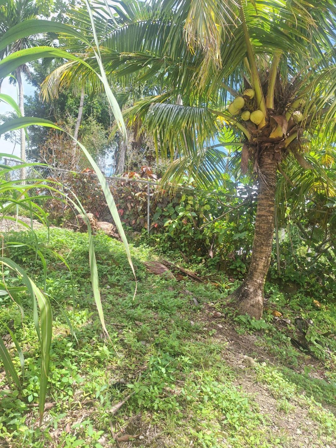 Nineteenth image of Fellowship Mango Valley , st Mary in Fellowship Hall, St. Mary, Jamaica - property is For Sale