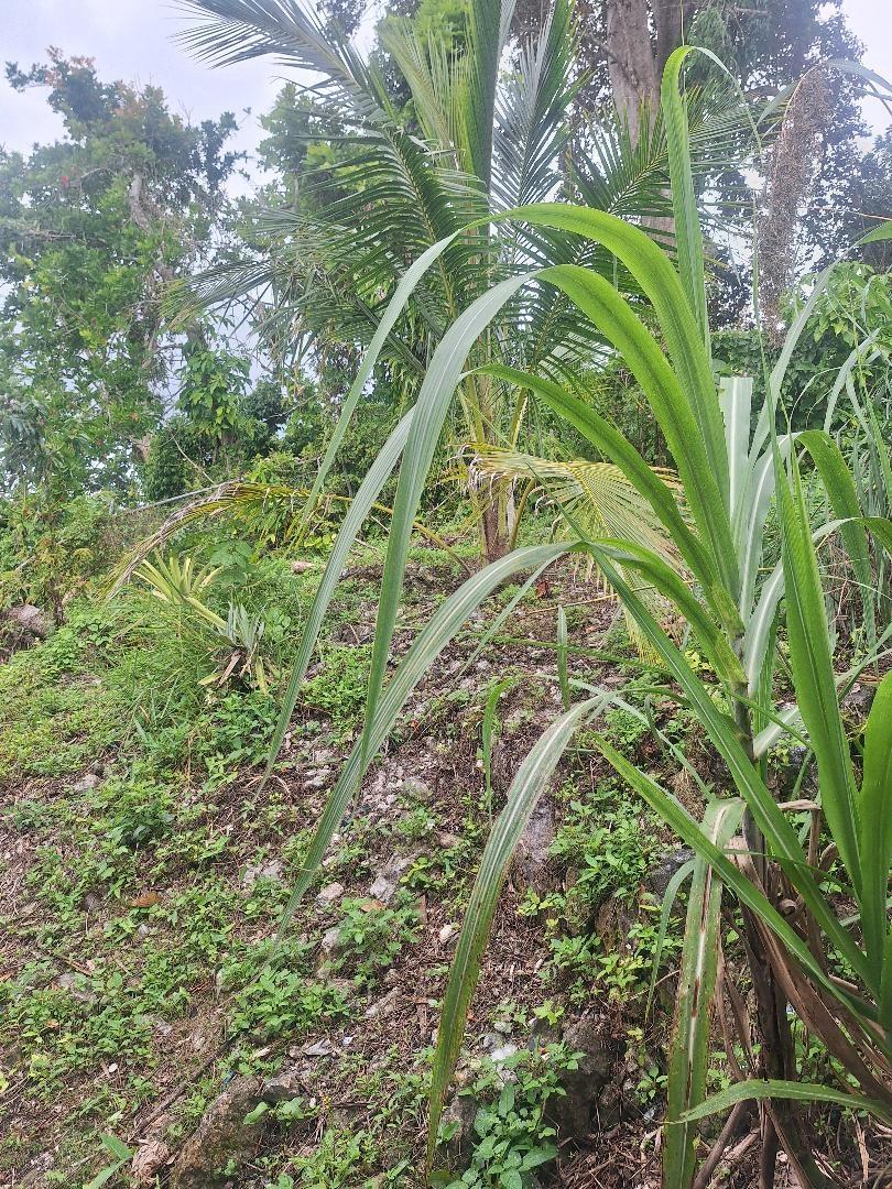 Twentieth image of Fellowship Mango Valley , st Mary in Fellowship Hall, St. Mary, Jamaica - property is For Sale