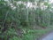 First image of Copse Hanover in Copse, Hanover, Jamaica - property is For Sale