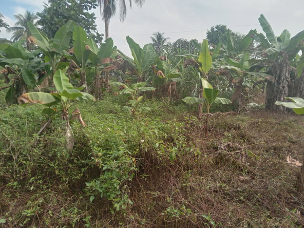 Twelfth image of Deeside- Blackwin, Wakefield, Trel in Wakefield, Trelawny, Jamaica - property is For Sale