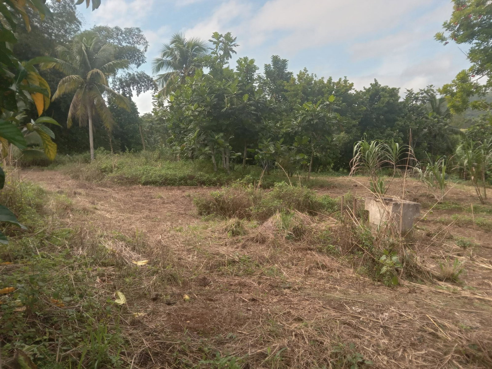 Thirteenth image of Deeside- Blackwin, Wakefield, Trel in Wakefield, Trelawny, Jamaica - property is For Sale