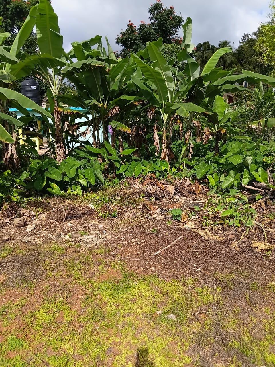 Nineteenth image of Hinds Town, Salibury st a in Hinds Town, St. Ann, Jamaica - property is For Sale