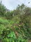 First image of Mollison Manchester in Christiana, Manchester, Jamaica - property is For Sale