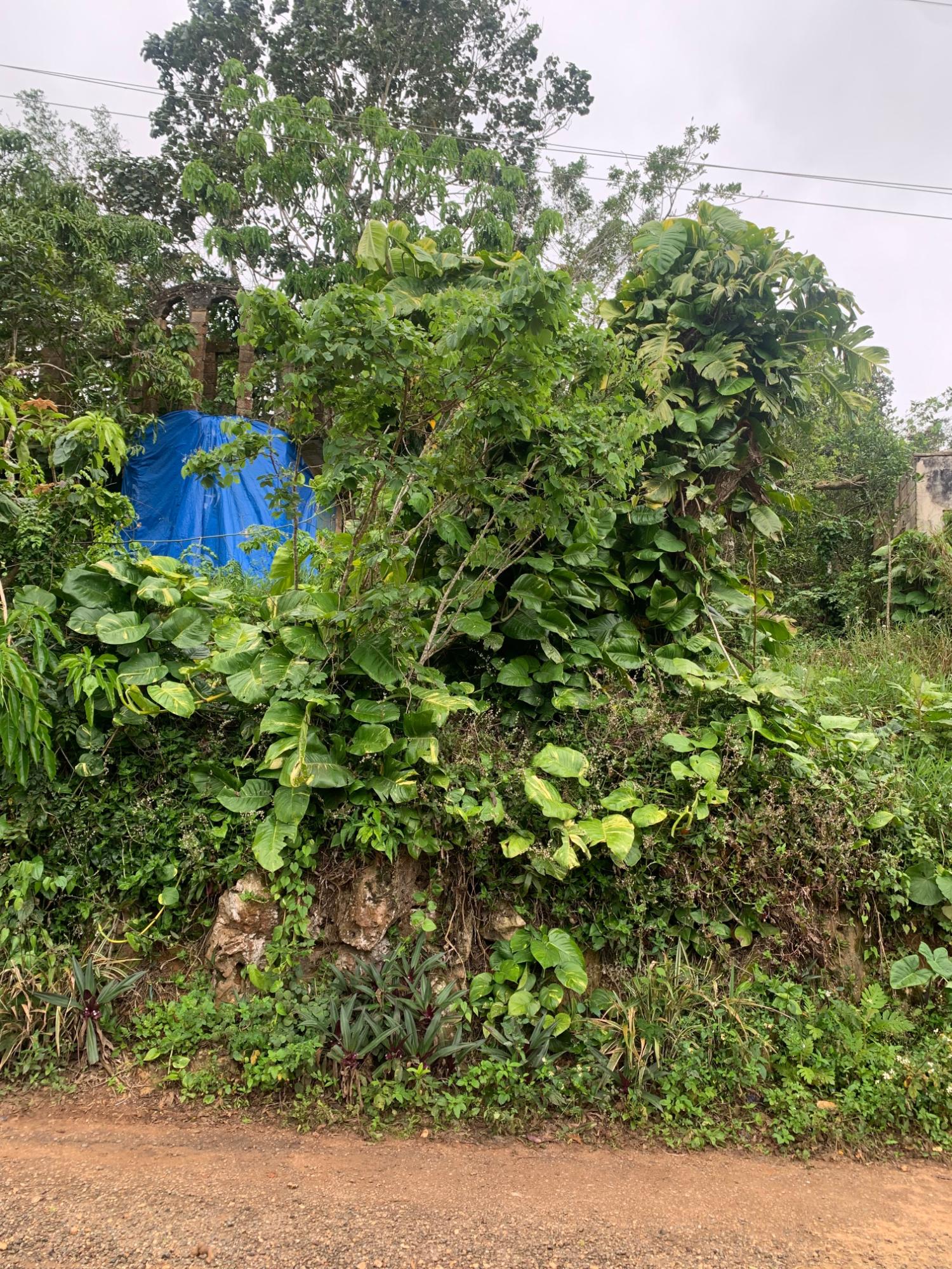 Second image of Mollison Manchester in Christiana, Manchester, Jamaica - property is For Sale