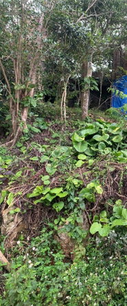 Seventh image of Mollison Manchester in Christiana, Manchester, Jamaica - property is For Sale