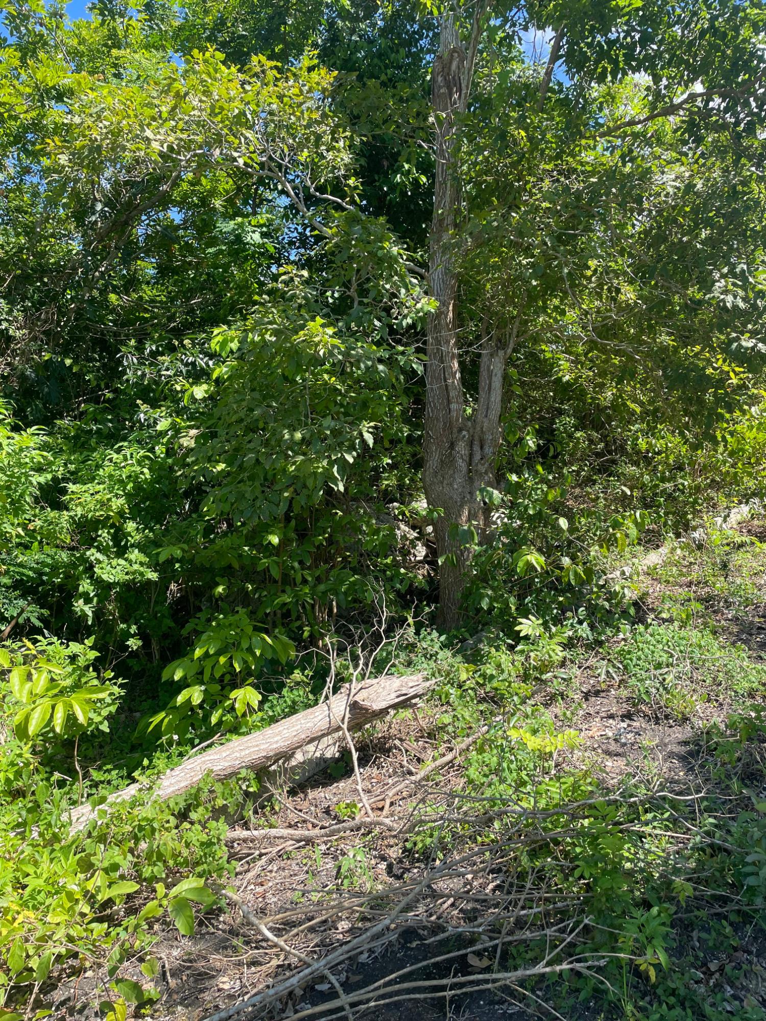 Fifth image of Mango Valley Road in Boscobel, St. Mary, Jamaica - property is For Sale
