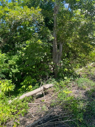 Fifth image of Mango Valley Road in Boscobel, St. Mary, Jamaica - property is For Sale