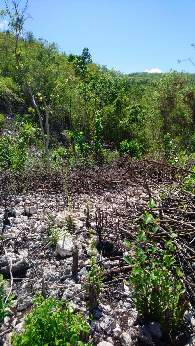 First image of Block A-lot 116 Blue Mountain Road, Albio in Yallahs, St. Thomas, Jamaica - property is For Sale