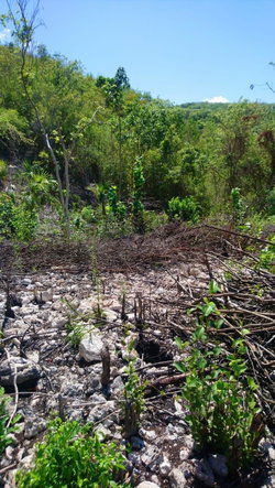 First image of Block A-lot 116 Blue Mountain Road, Albio in Yallahs, St. Thomas, Jamaica - property is For Sale