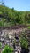 First image of Block A-lot 116 Blue Mountain Road, Albio in Yallahs, St. Thomas, Jamaica - property is For Sale