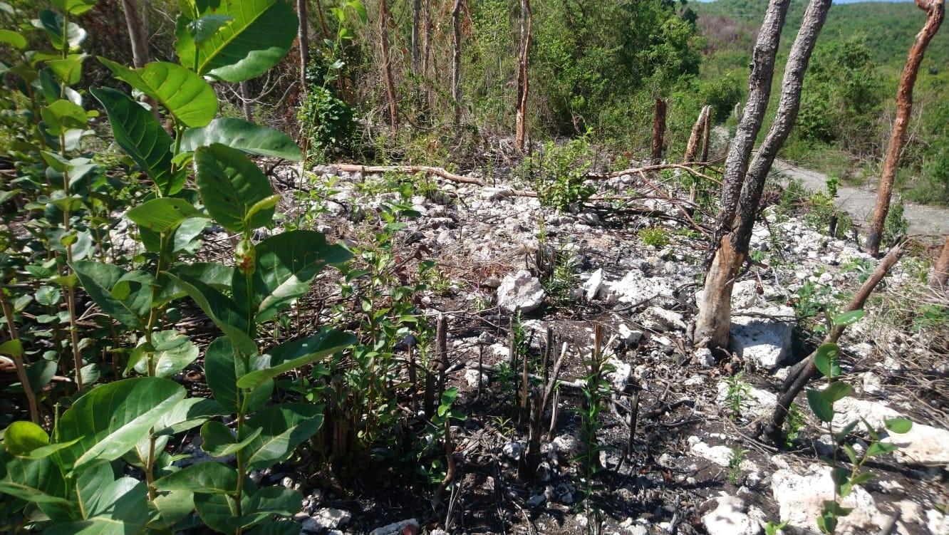 Fourth image of Block A-lot 116 Blue Mountain Road, Albio in Yallahs, St. Thomas, Jamaica - property is For Sale
