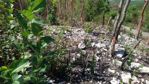 Fourth image of Block A-lot 116 Blue Mountain Road, Albio in Yallahs, St. Thomas, Jamaica - property is For Sale