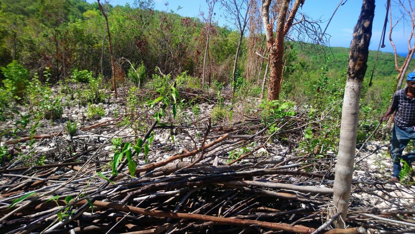 Fifth image of Block A-lot 116 Blue Mountain Road, Albio in Yallahs, St. Thomas, Jamaica - property is For Sale