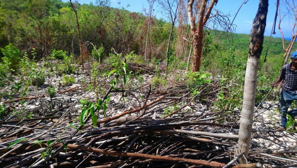 Fifth image of Block A-lot 116 Blue Mountain Road, Albio in Yallahs, St. Thomas, Jamaica - property is For Sale