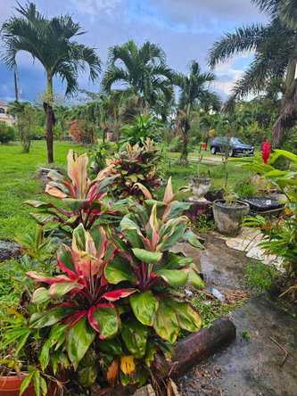 Sixth image of Lot 2 Part of Hyde, Bog Walk in Linstead, St. Catherine, Jamaica - property is For Sale