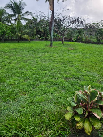 Eighth image of Lot 2 Part of Hyde, Bog Walk in Linstead, St. Catherine, Jamaica - property is For Sale