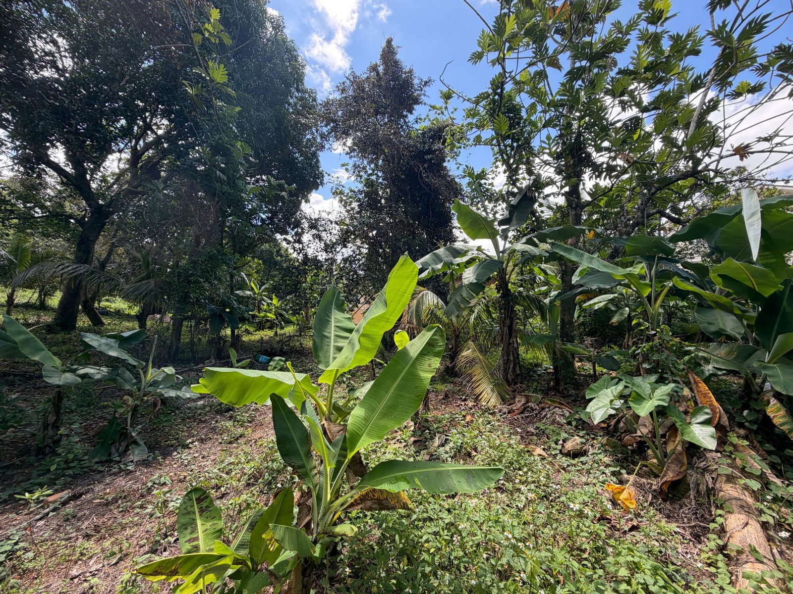 Thirteenth image of Lot 34- Windsor Lodge in Williamsfield, Manchester, Jamaica - property is For Sale
