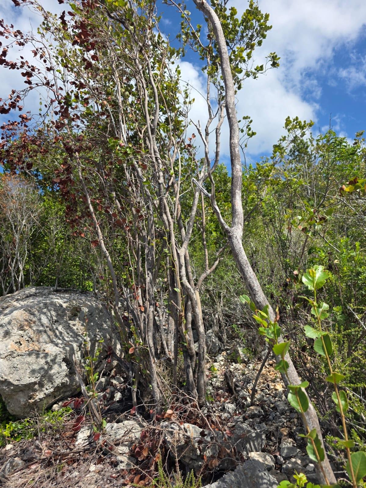 Fourth image of Albion Estate, Spring Gar in Albion Estate, St. Thomas, Jamaica - property is For Sale