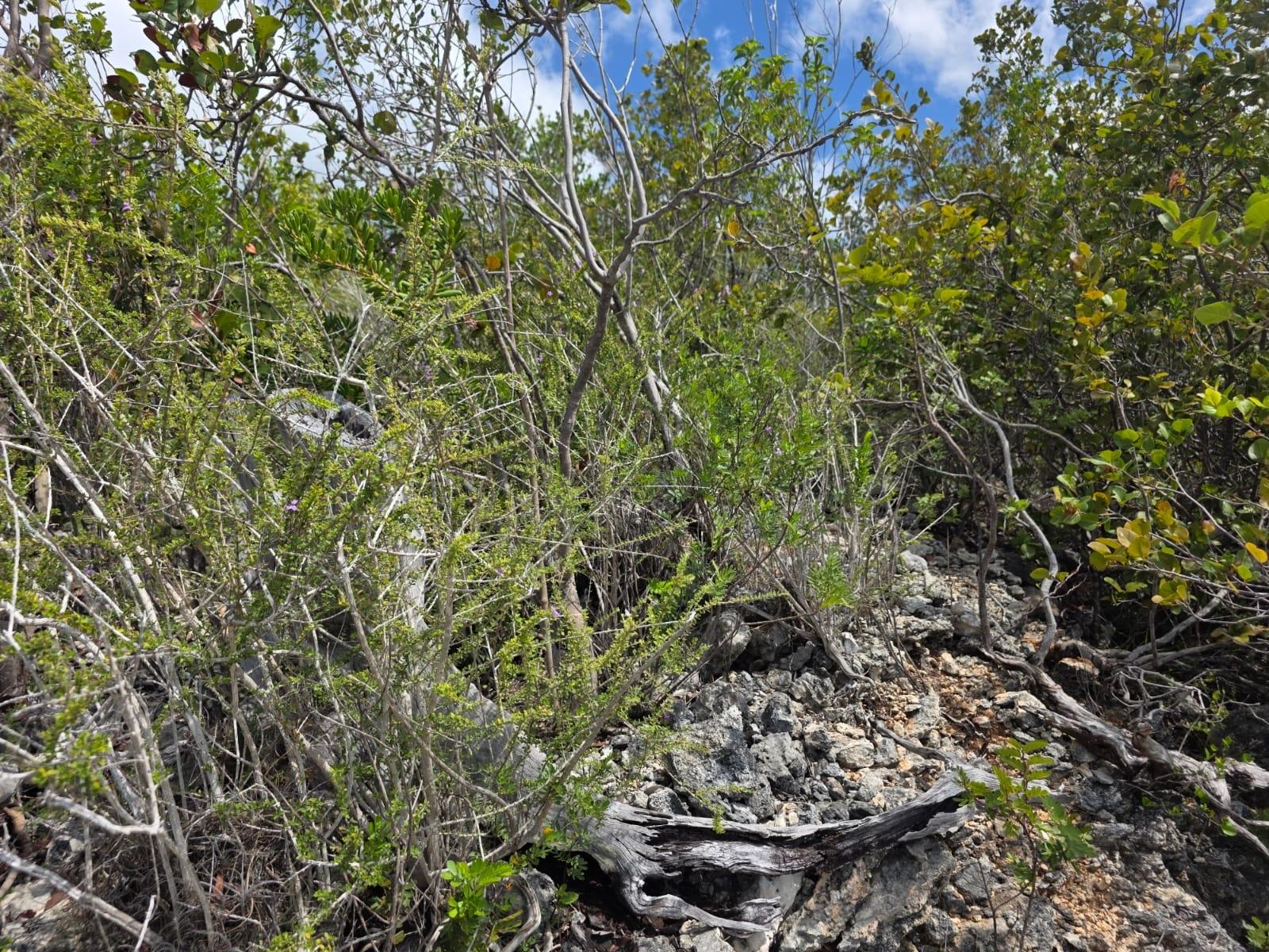 Fifth image of Albion Estate, Spring Gar in Albion Estate, St. Thomas, Jamaica - property is For Sale