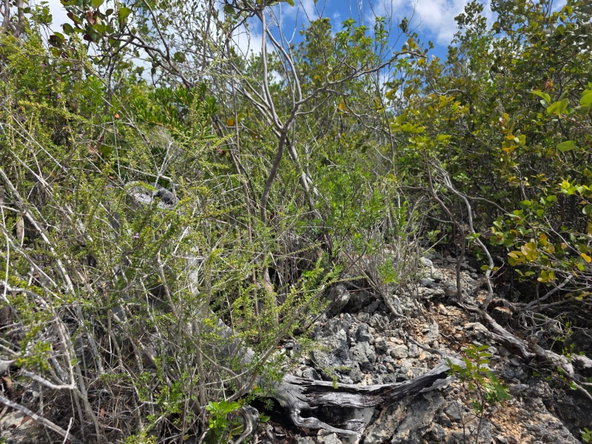 Fifth image of Albion Estate, Spring Gar in Albion Estate, St. Thomas, Jamaica - property is For Sale