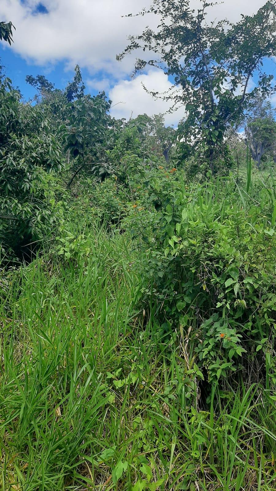 First image of a Part of Heathfield And in Junction, St. Elizabeth, Jamaica - property is For Sale