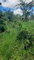 First image of a Part of Heathfield And in Junction, St. Elizabeth, Jamaica - property is For Sale