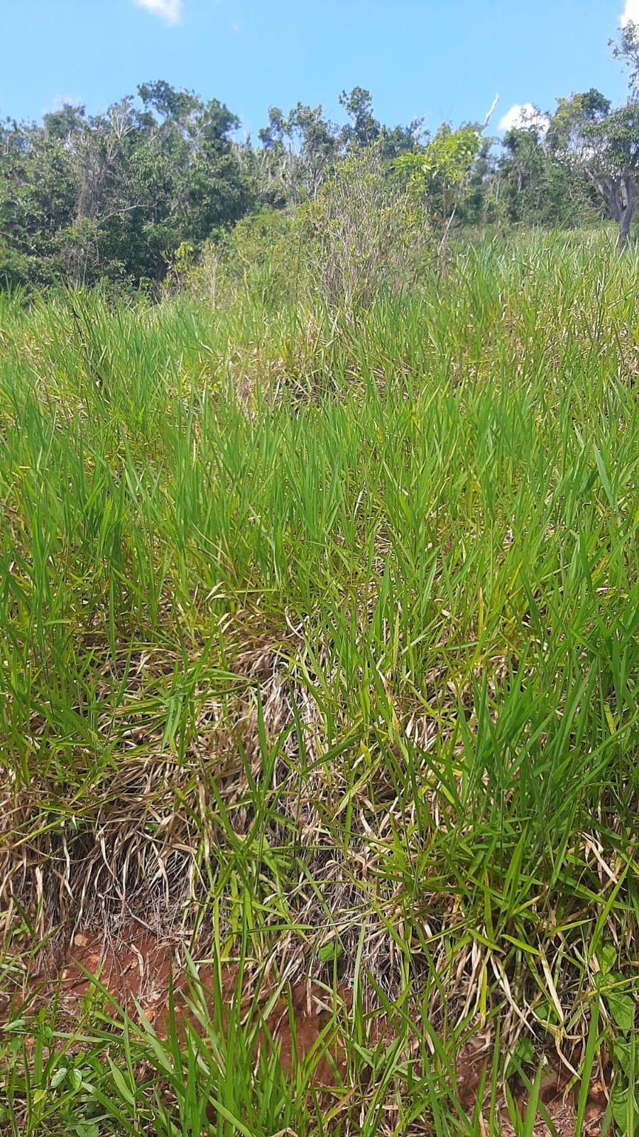 Third image of Apart of Heathfield And w in Junction, St. Elizabeth, Jamaica - property is For Sale