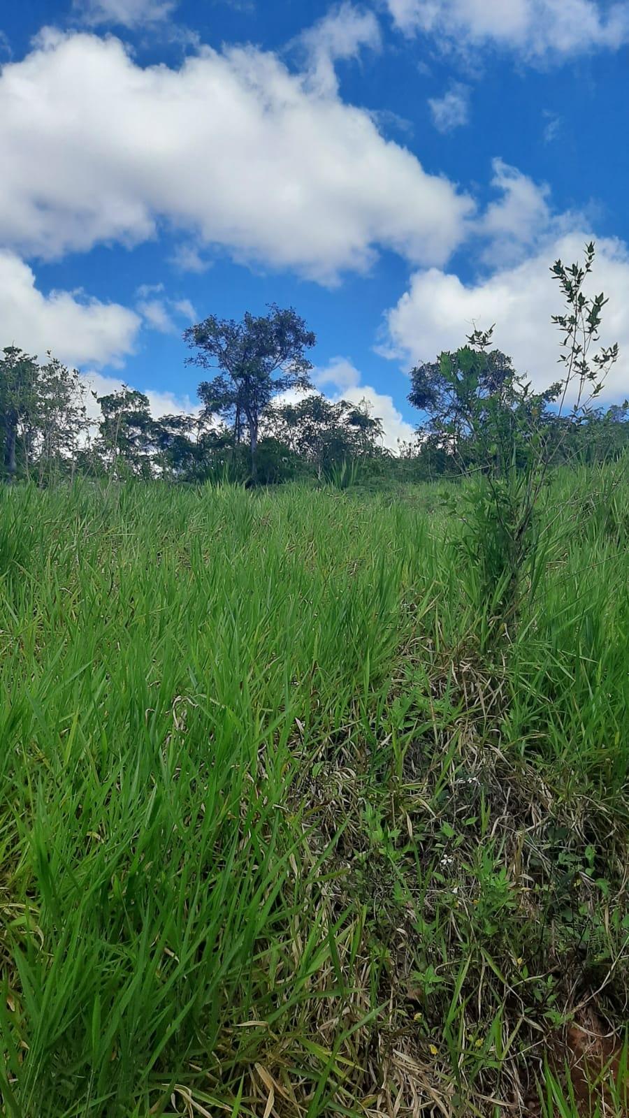 Fourth image of Apart of Heathfield And w in Junction, St. Elizabeth, Jamaica - property is For Sale
