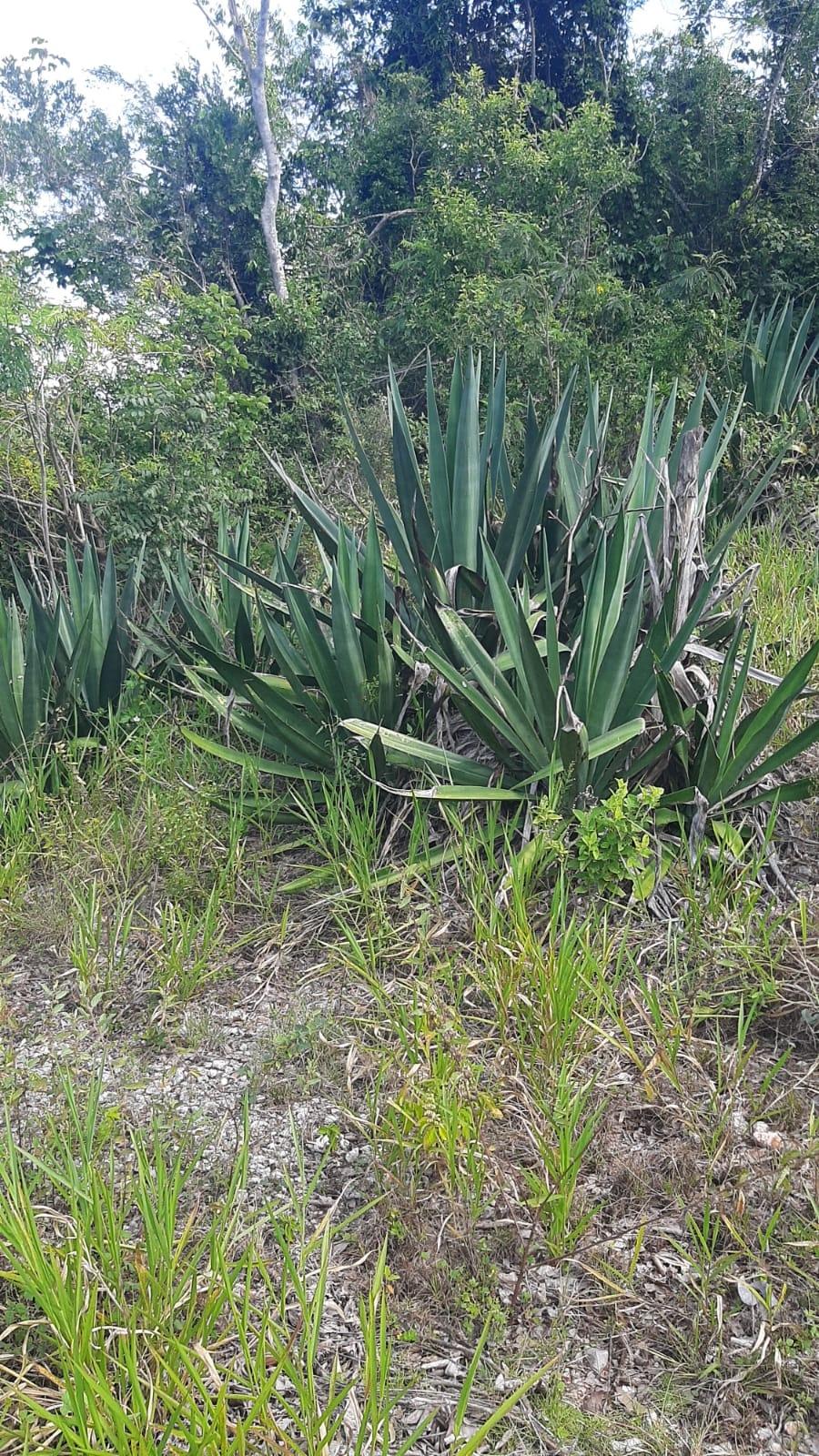 Fifth image of Apart of Heathfield And w in Junction, St. Elizabeth, Jamaica - property is For Sale