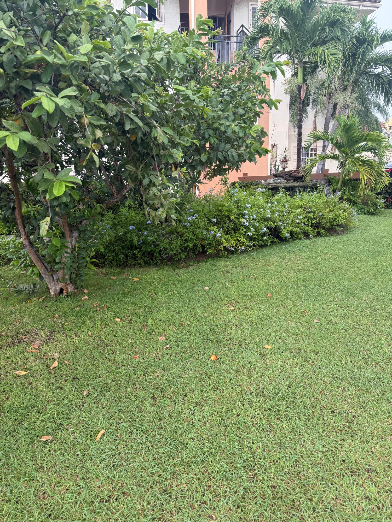Twenty-Third image of 14-1 Marley Road in Kingston 6, St. Andrew, Jamaica - property is For Rent