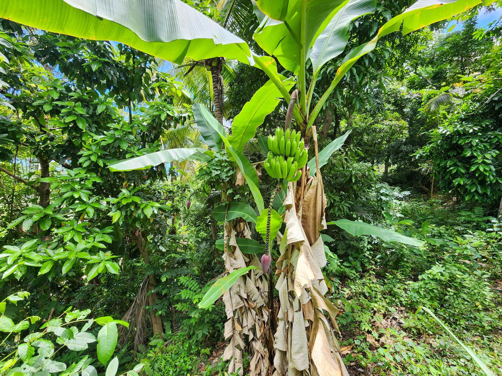 Sixteenth image of Lot 34- Kildare in Buff Bay, Portland, Jamaica - property is For Sale