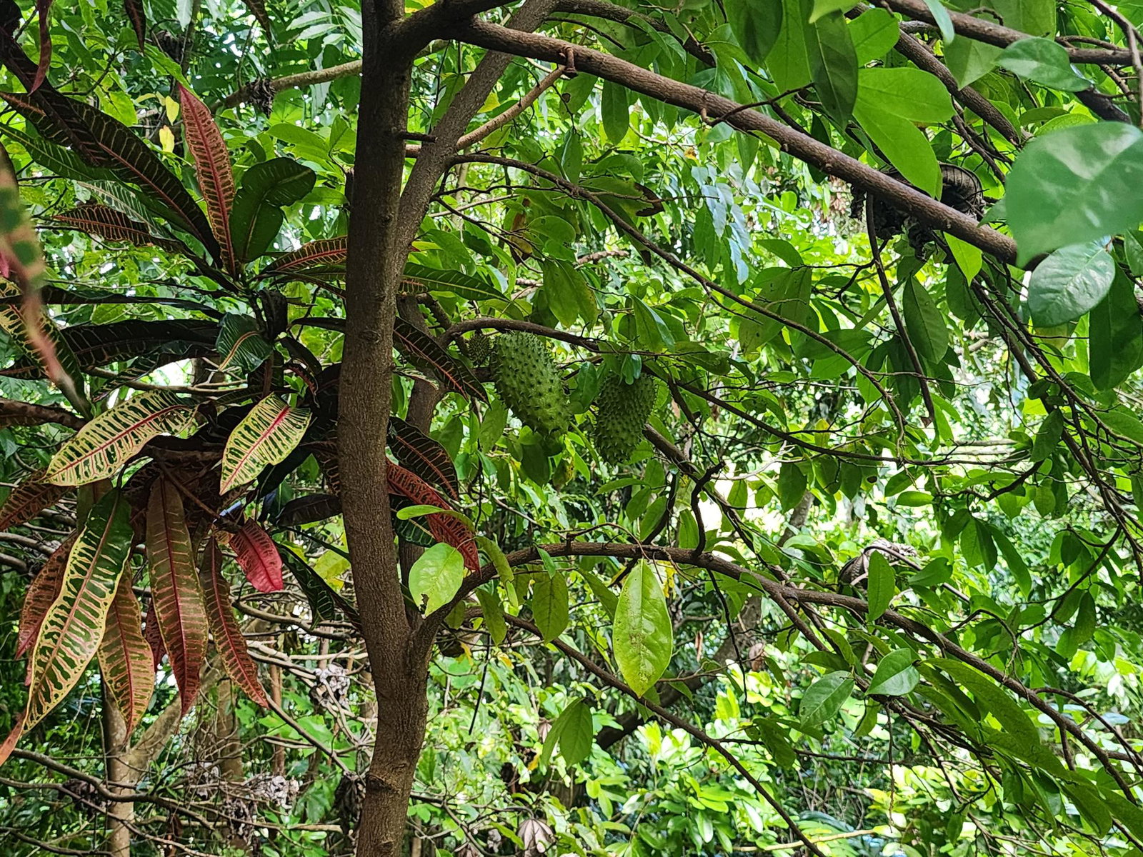 Eighteenth image of Lot 34- Kildare in Buff Bay, Portland, Jamaica - property is For Sale