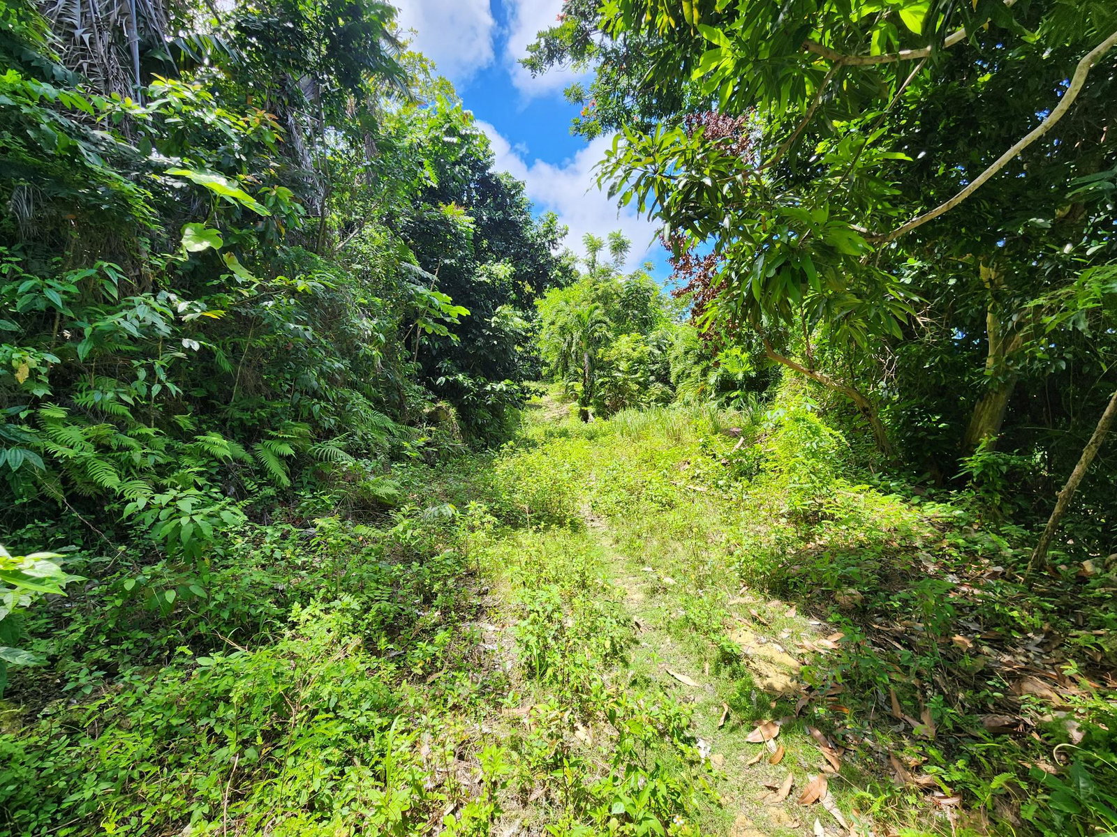 Twenty-Second image of Lot 34- Kildare in Buff Bay, Portland, Jamaica - property is For Sale