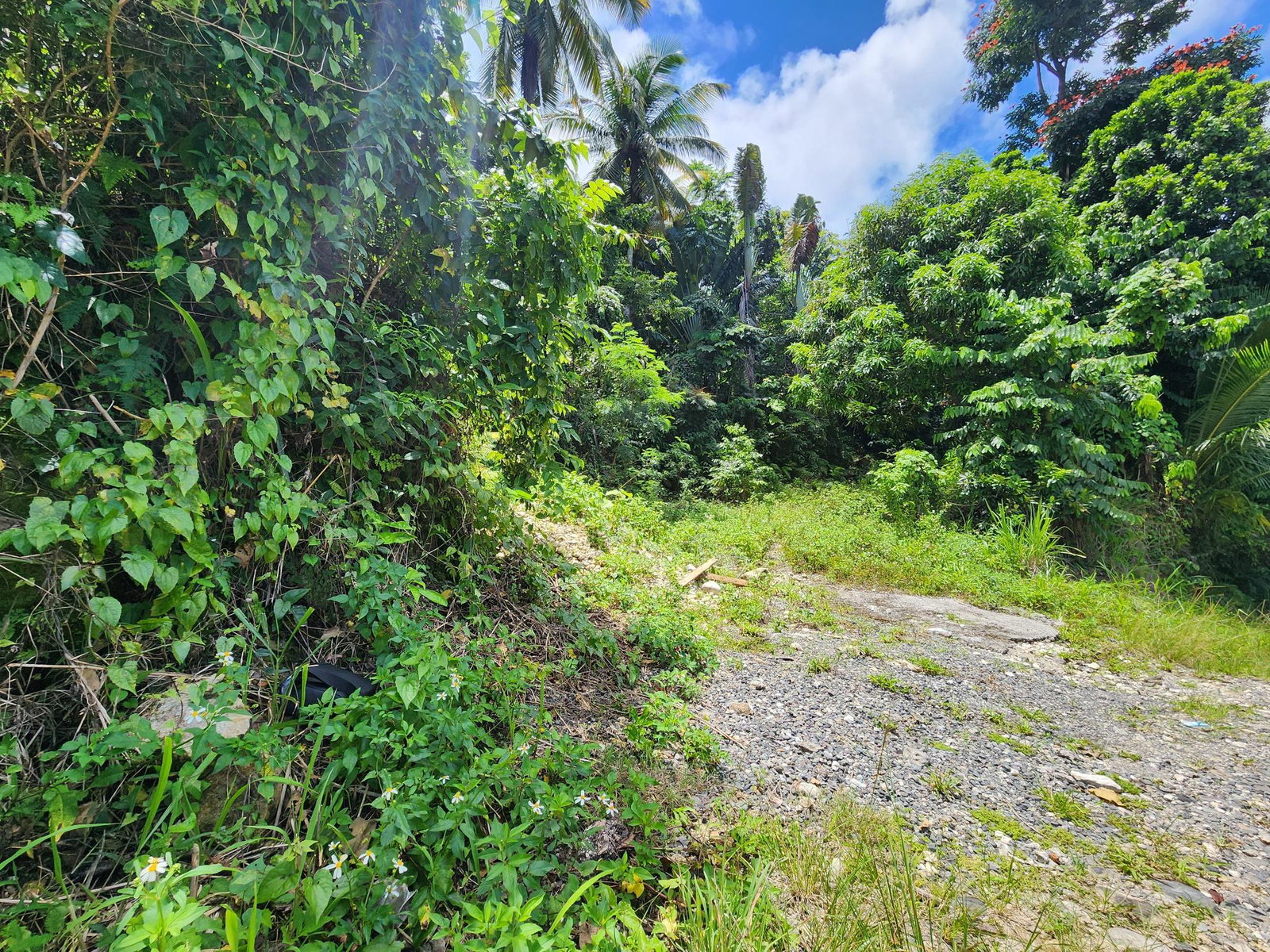Twenty-Third image of Lot 34- Kildare in Buff Bay, Portland, Jamaica - property is For Sale