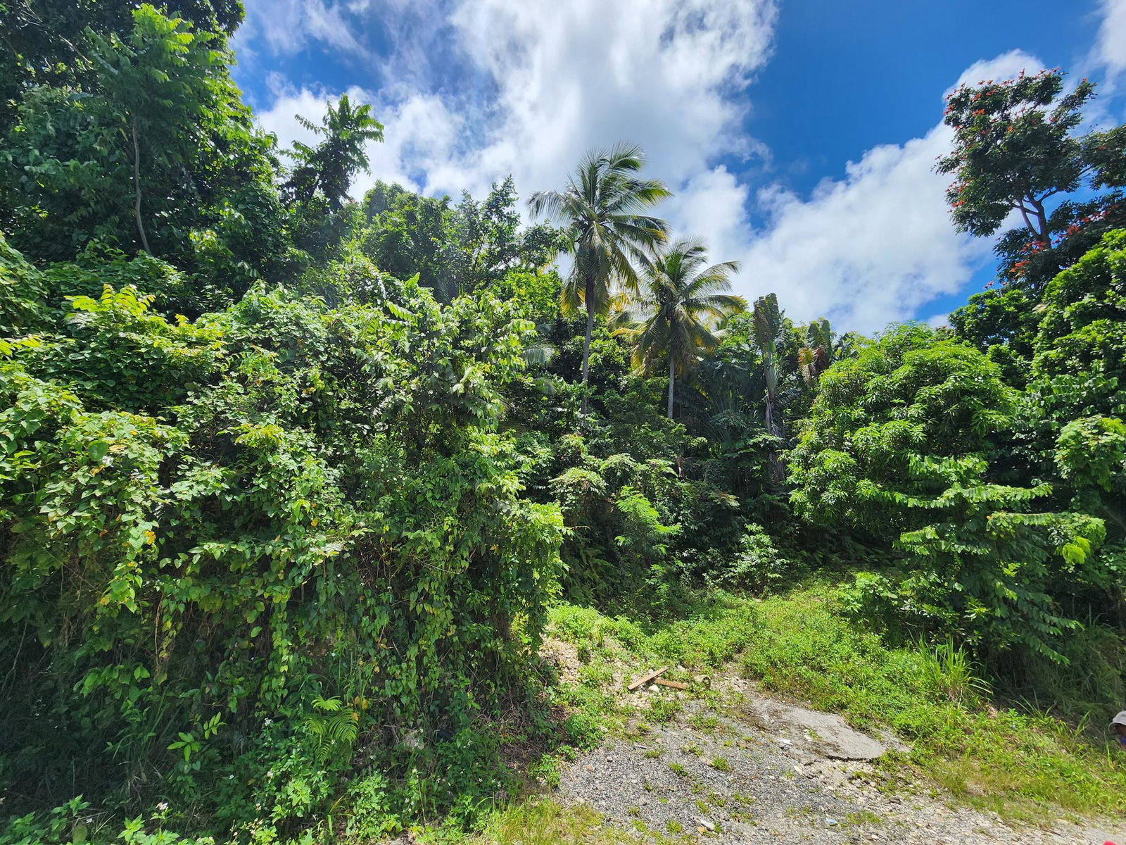 Twenty-Fourth image of Lot 34- Kildare in Buff Bay, Portland, Jamaica - property is For Sale